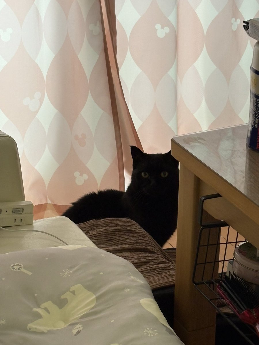 soineko_cat's tweet photo. 🐾ハナちゃん シッティング1日目🐾

2回目のシッティング😊
人見知りなハナちゃんですが、前回よりも少し距離が縮まったように感じました。

そっと手を差し出すと、自分からスリスリ💕
そのまま撫でさせてくれて、とても嬉しいひとときになりました🐱✨ https://t.co/GShFmzGw7K