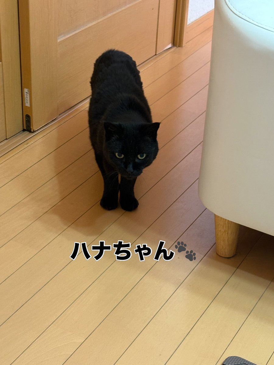 soineko_cat's tweet photo. 🐾ハナちゃん シッティング1日目🐾

2回目のシッティング😊
人見知りなハナちゃんですが、前回よりも少し距離が縮まったように感じました。

そっと手を差し出すと、自分からスリスリ💕
そのまま撫でさせてくれて、とても嬉しいひとときになりました🐱✨ https://t.co/GShFmzGw7K