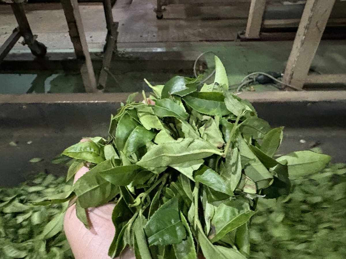 Mitsuhironouen's tweet photo. さすがの「おくはるか」
いい色に染まってくれます🍵
仕上がりもいい感じ https://t.co/nBmG1mpoHX