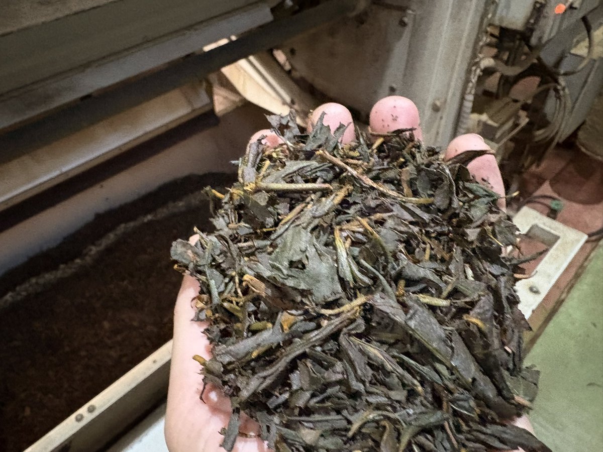 Mitsuhironouen's tweet photo. さすがの「おくはるか」
いい色に染まってくれます🍵
仕上がりもいい感じ https://t.co/nBmG1mpoHX