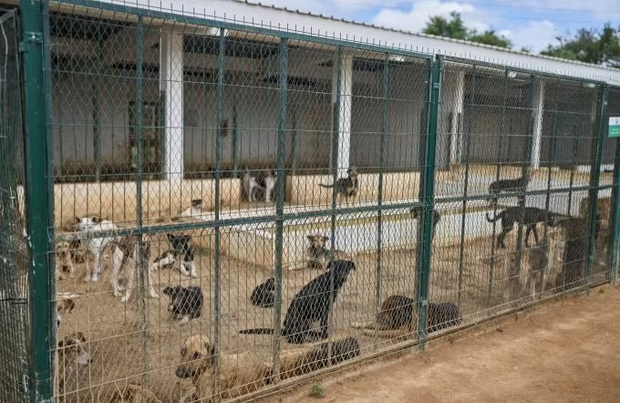 Rafaelvoltio's tweet photo. ES QUE NINGÚN HUMANO CIVILIZADO HABRÁ DE DECIR ALGO PARA DETENER ESTA MATANZA DE PERROS , UNA CRIATURA TAN NOBLE QUE ES CAPAZ DE DAR SU VIDA POR EL HUMANO,  COMO EN EL CASO DE VENEZUELA . ES TERRIBLE LA BESTIALIDAD DE UN GOBERNANTE POR UN PASATIEMPO MOMENTÁNEO. HAY ALGUIEN AHÍ? https://t.co/FJL2KsuktD