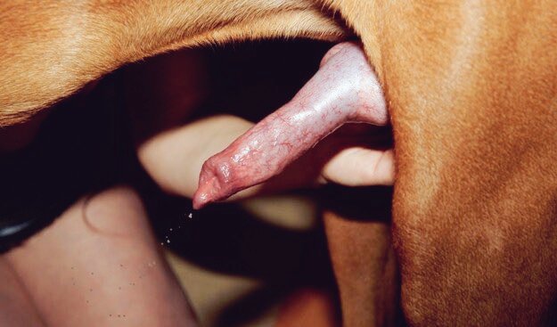 exclusiveoaf1's tweet photo. I offer the best of #Dogknot content you can't find anywhere🥵💦
https://t.co/NKmFeySGSg
#gay #yiff #gayyiff #furry #goons #femboynsfw https://t.co/BoxKbWorge