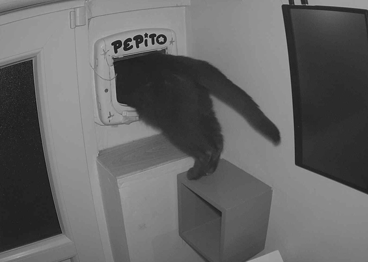 Pépito tweet media