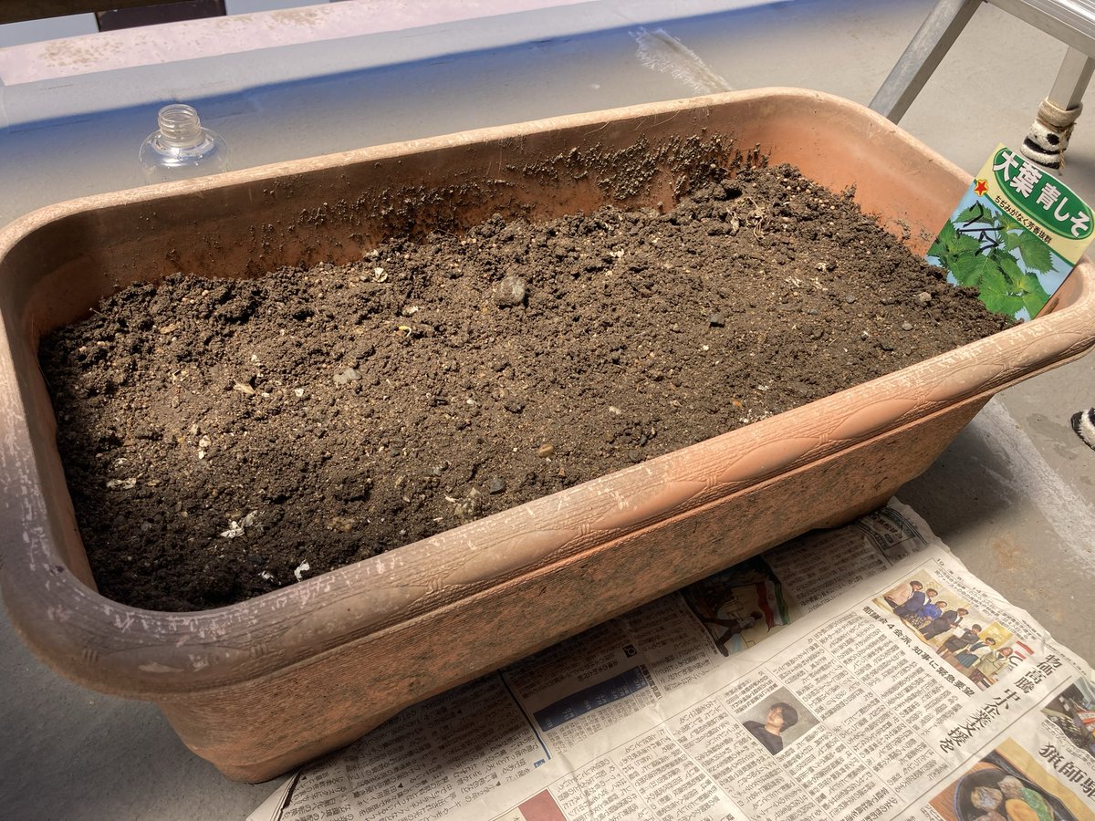 Hikari8jo135's tweet photo. ひかりの家庭菜園3日目

凄い！！！！！
絶対シソじゃない何かの芽が出てる！

そもそもシソは、発芽まで必ず7日～14日かそれ以上の期間かかるはずなので、これは絶対シソじゃない……

ということは、アナタはドナタ？？？

#ひかり女将の家庭菜園 https://t.co/49w2PgY3Nf