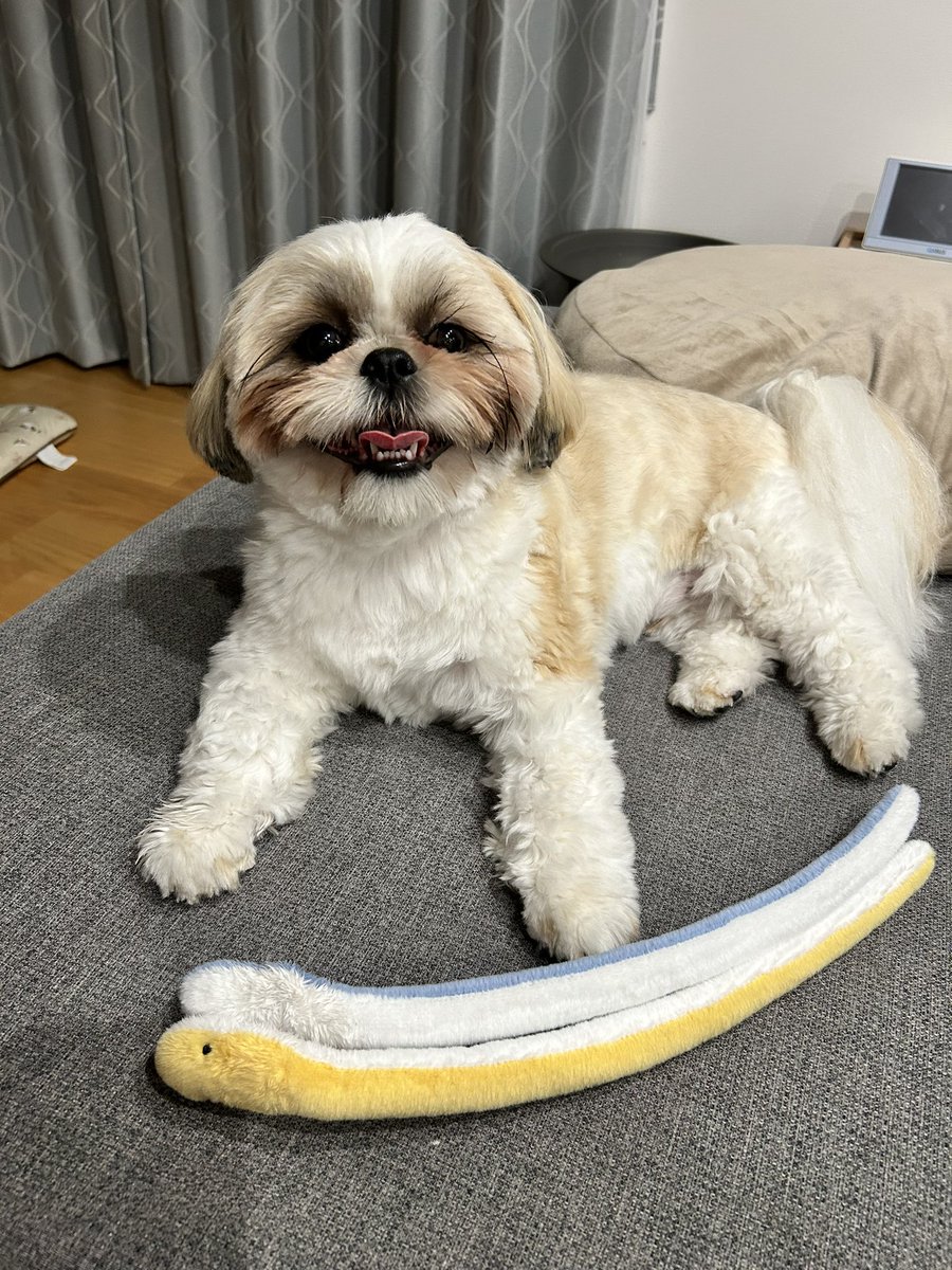hanamaru_0103's tweet photo. ﾈｺﾁｬﾝの間で話題のセリアのヘビを購入！

うちのﾜﾝﾁｬﾝも大喜びでした🐶💮
ちゃんと首（？）を仕留めにいってます https://t.co/ZkuWAFOcFz