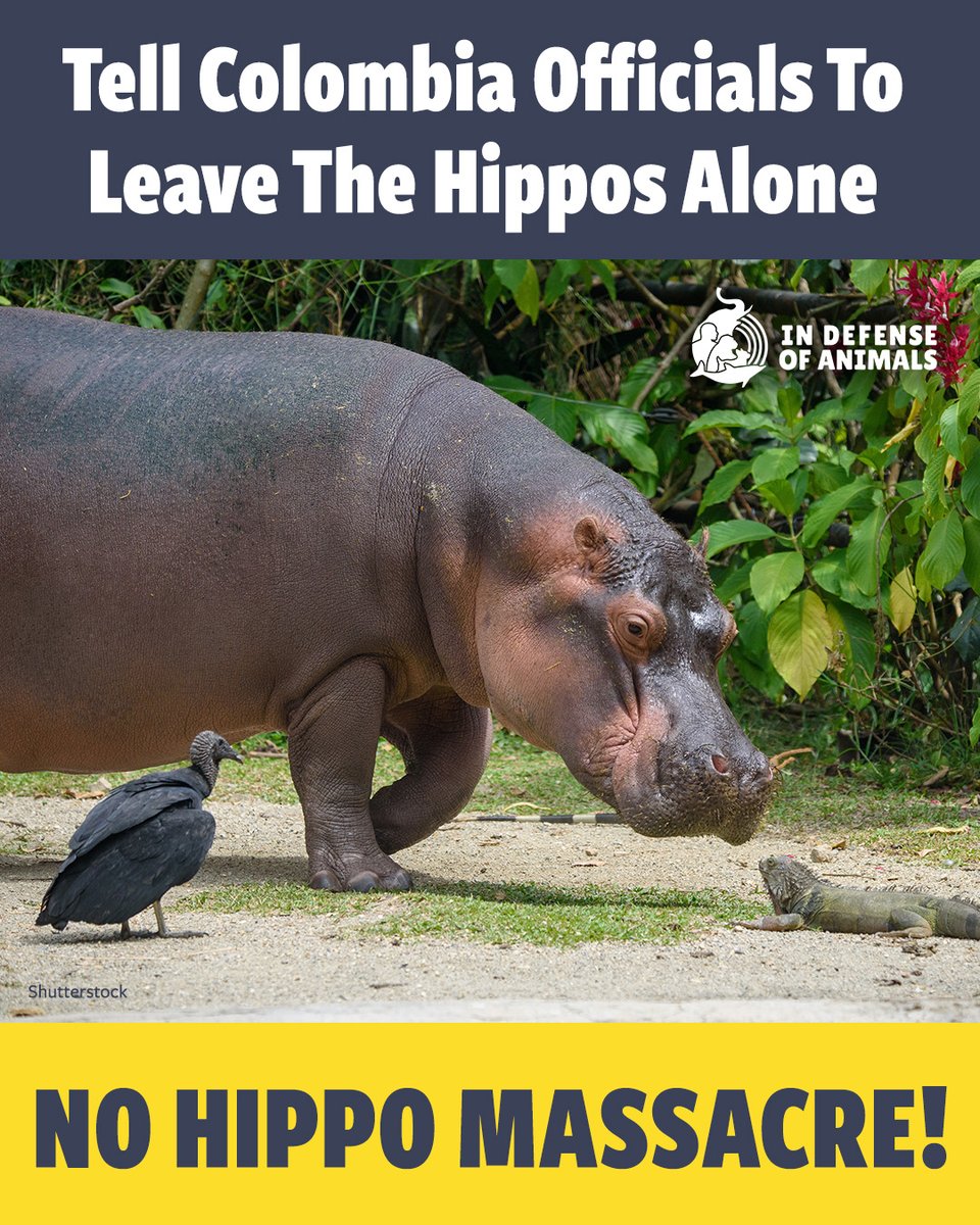 IDAUSA's tweet photo. Colombia's #hippos did not choose to be brought there, yet up to 80 could be killed for a crisis humans created. They should not pay with their lives. Tell officials: choose humane, nonlethal solutions!
Act now: https://t.co/8FzM9Ezr4X
Pls RT & support https://t.co/BTdenplm3p
🦛 https://t.co/qwSiADwY0s