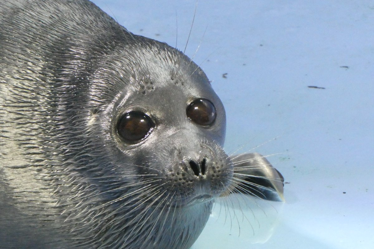 shu_1aquarium's tweet photo. 落水時のライチ
おめめまんまる
#バイカルアザラシ 
2026.7  鳥羽水族館 https://t.co/ycwUt9K8Cx
