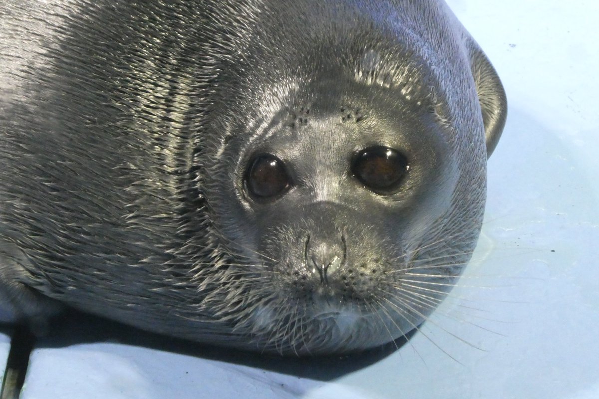 shu_1aquarium's tweet photo. 落水時のライチ
おめめまんまる
#バイカルアザラシ 
2026.7  鳥羽水族館 https://t.co/ycwUt9K8Cx