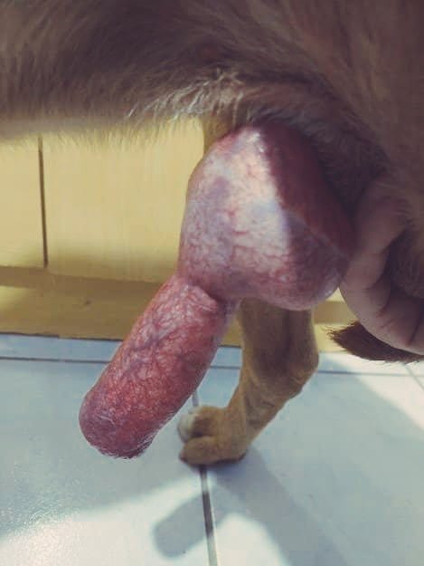 protecttheactor's tweet photo. You'd definitely wish you’d never leave
#yiff #furry #gooner #taboo  #knotting #creampie https://t.co/h1vpTKH00Z