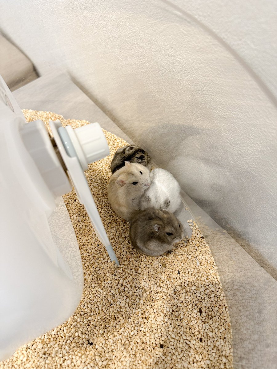 ham__village's tweet photo. ギュギュッ🐹🐹🐹🐹
#ハムスター #hamster #ハムスターカフェ https://t.co/kBBe2u7r48