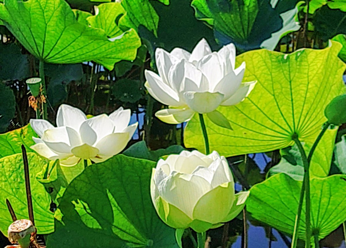 watbenkyou's tweet photo. わっと畑
｢B畑のハスの花」
早朝の草刈り
ハスの花が見頃です https://t.co/d1pNyIXW2n