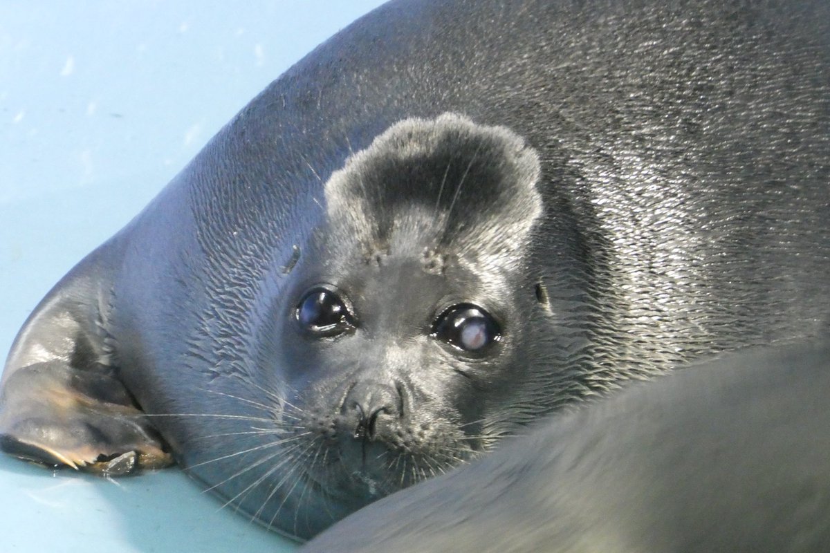 shu_1aquarium's tweet photo. 落水時のうなりこさん
頭に天使の輪が？👼
見方によっちゃ河童っぽくも見える🤭
#バイカルアザラシ 
2026.7  鳥羽水族館 https://t.co/SUyzS6VvaX