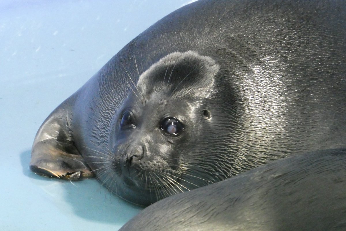 shu_1aquarium's tweet photo. 落水時のうなりこさん
頭に天使の輪が？👼
見方によっちゃ河童っぽくも見える🤭
#バイカルアザラシ 
2026.7  鳥羽水族館 https://t.co/SUyzS6VvaX