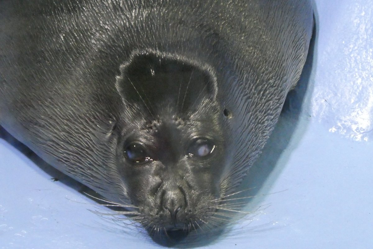 shu_1aquarium's tweet photo. 落水時のうなりこさん
頭に天使の輪が？👼
見方によっちゃ河童っぽくも見える🤭
#バイカルアザラシ 
2026.7  鳥羽水族館 https://t.co/SUyzS6VvaX