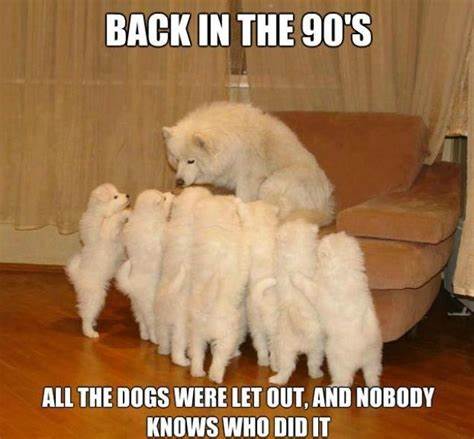 PVLGroup's tweet photo. Friday Fun:
#friday #fridayfun #funny #dog https://t.co/EOpikintmN