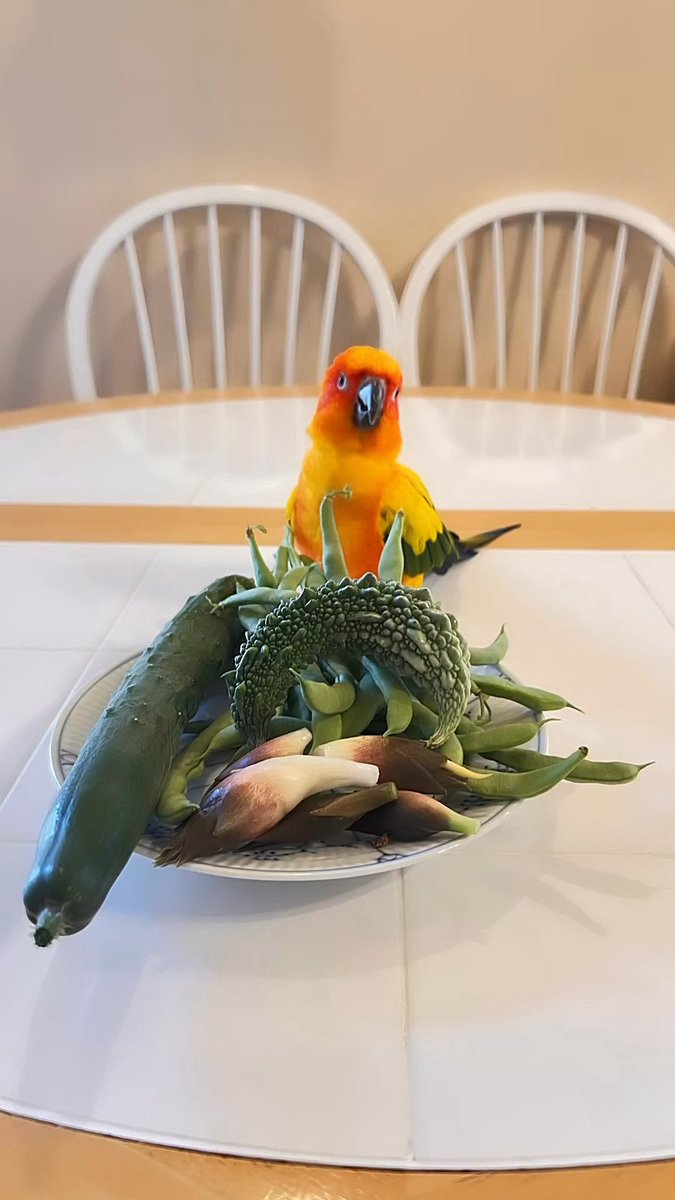 koganeami's tweet photo. 今朝のパパ農園の収穫お野菜🌱

愛美隊員は早速ｷｭｳﾘとｲﾝｹﾞﾝ🥒ｺﾞｰﾔをいただきました🐥😋

今日も暑いですね☀️🫠水分補給を忘れずに…

ステキな #黄金曜日 をお過ごしください🧡

#sunconure #コガネメキシコインコ #柑橘戦隊 https://t.co/7XEjZIQpRg