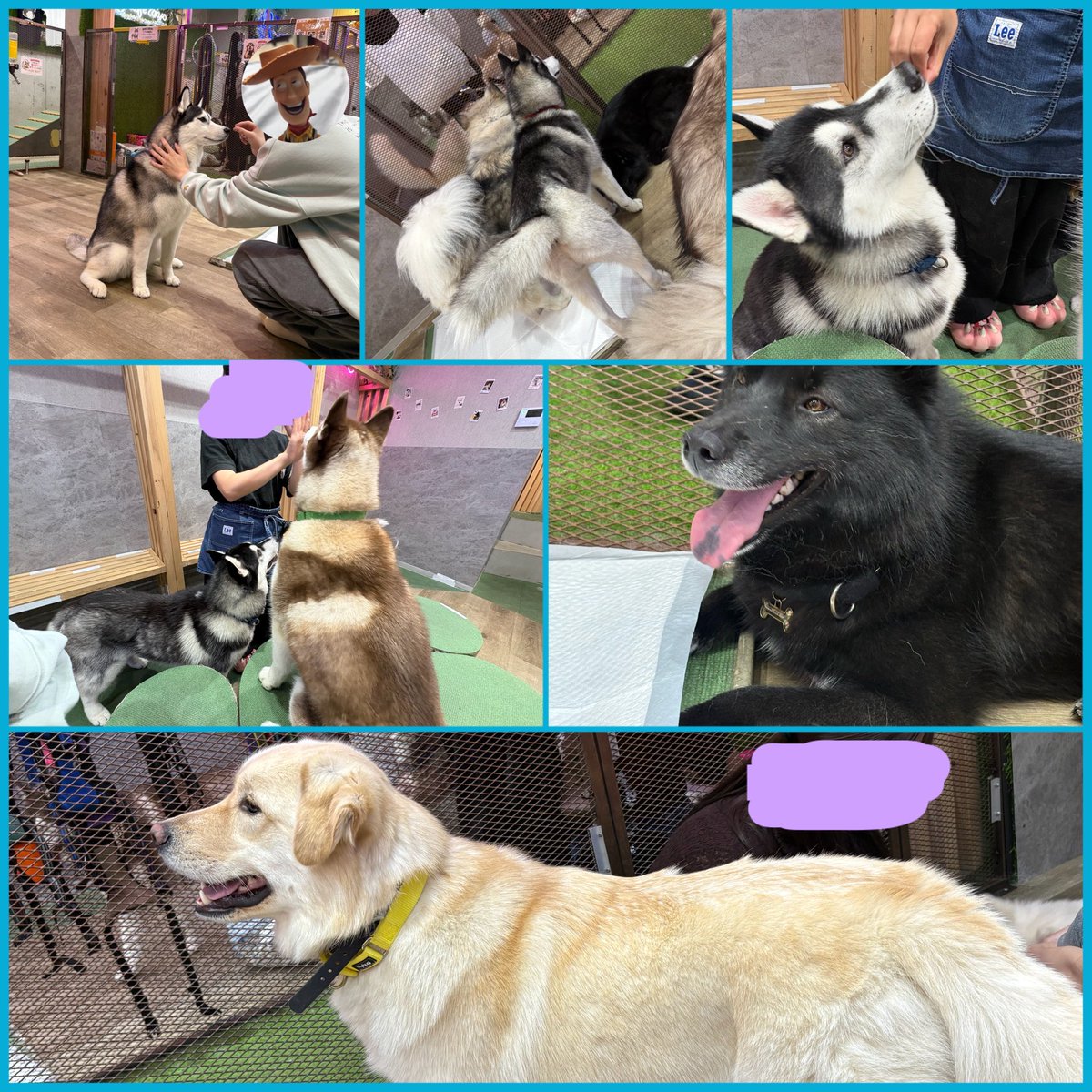 B_L1539's tweet photo. 長距離走って、綺麗な景色見て、犬を少し克服したりと1日楽しかったです
えりまねありがとう〜💃 https://t.co/pTvM3kNpPG