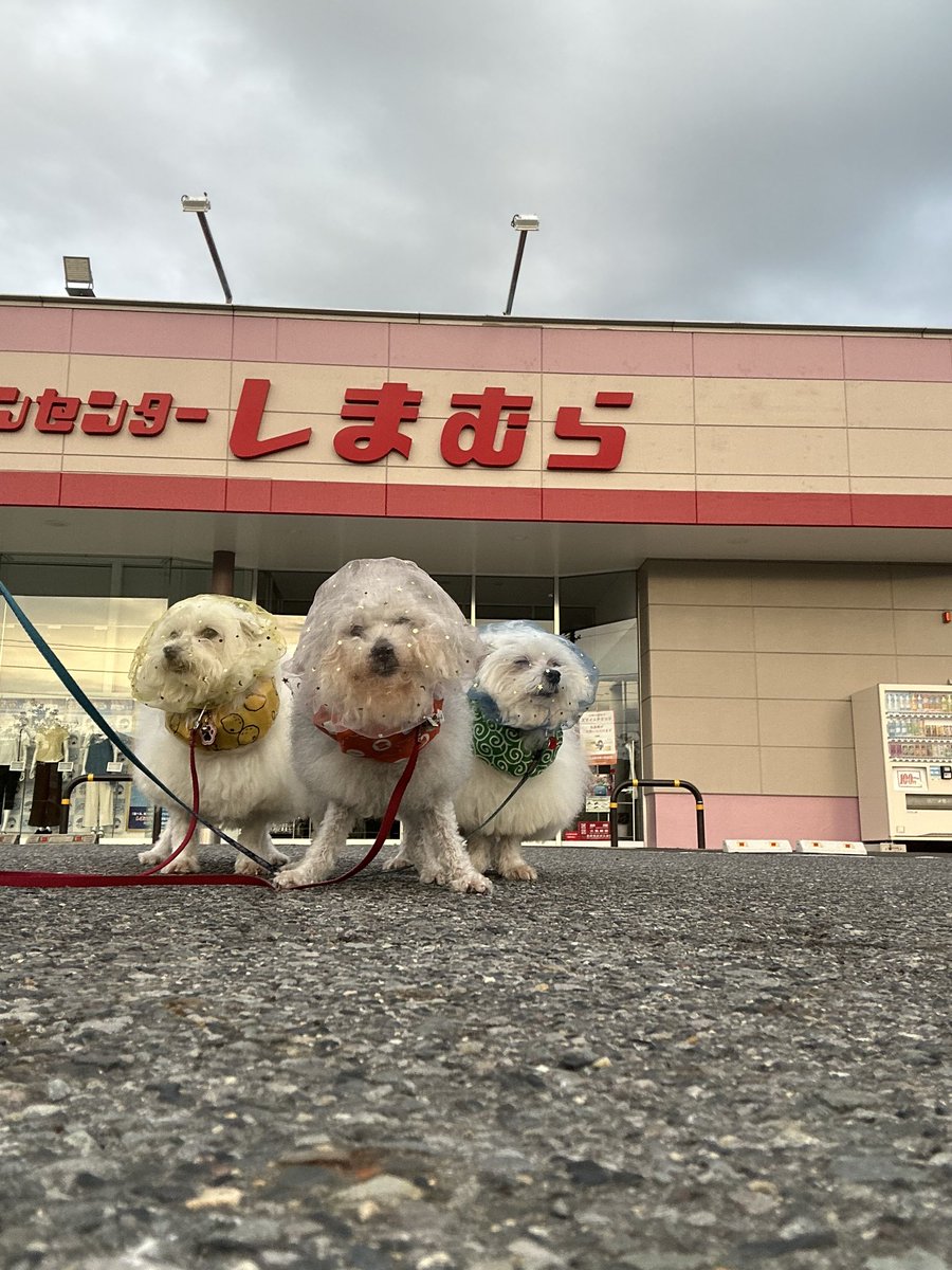 9Z8lquSv8B3FMpN's tweet photo. チームココ‼︎ https://t.co/fARISdyRYB