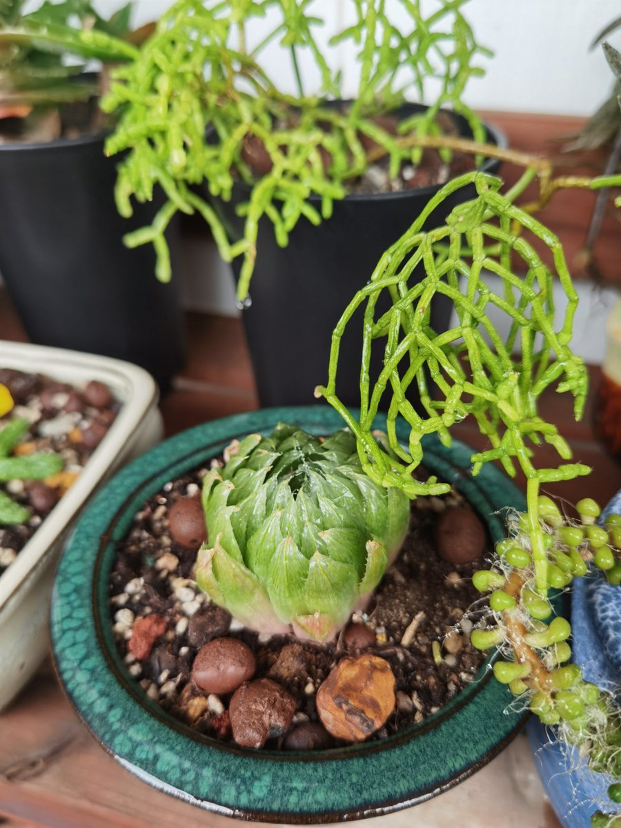 ElizabethMwphu's tweet photo. Just transformed an old mason jar into a cute succulent planter with acrylic paint and twine  DIY fun for my desk! https://t.co/OLDE0M4GpP