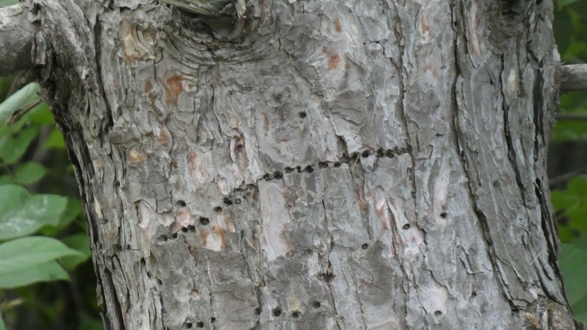 a northern flicker with “issues” tweet media