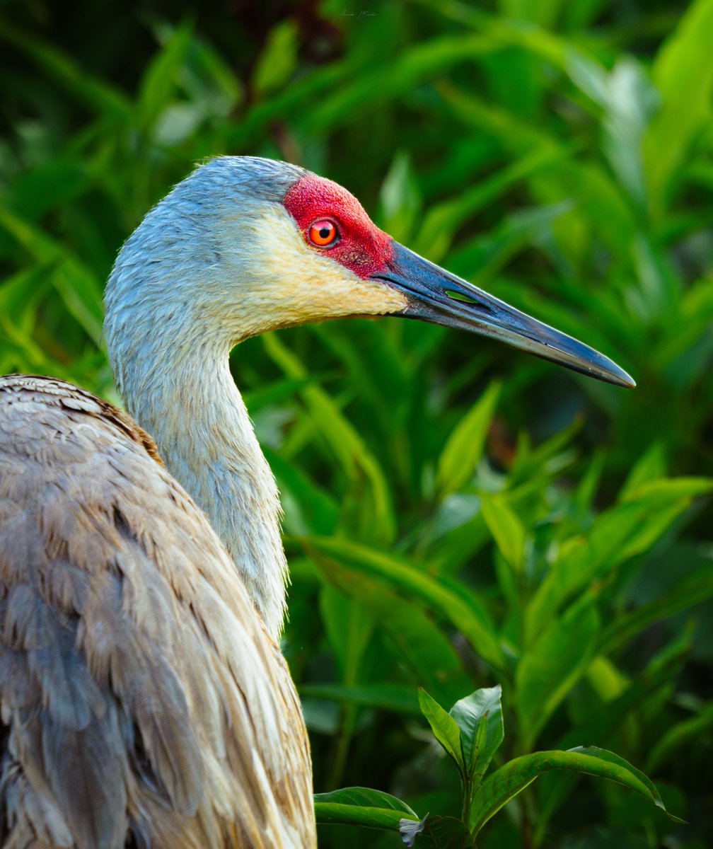 actionxander's tweet photo. This one is doing numbers! People really do love Sandhill Cranes! I'm trying my best to put out more video clips like these along with my photos and story driven vlogs. I'm honestly shocked it's outperformed my screech owlet video from earlier today. https://t.co/QfmwQZGeq4