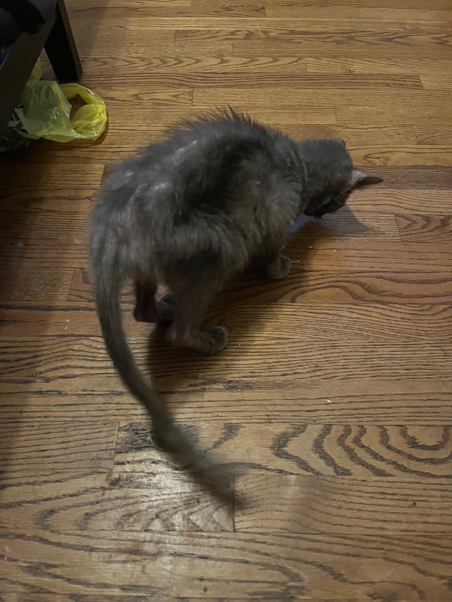 glands's tweet photo. I found this little rat in the yard too weak to lift her head. The vet suggested not naming her in case she didn’t make it. https://t.co/o3Rl3adIGO