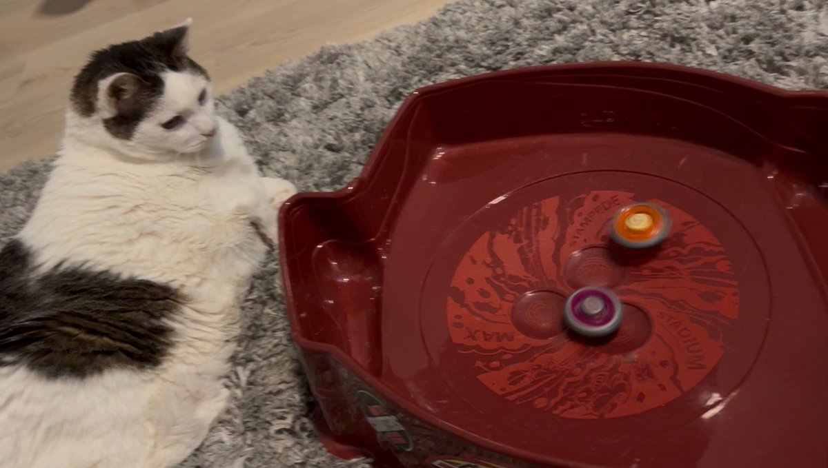 Lex_cat11 tweet picture