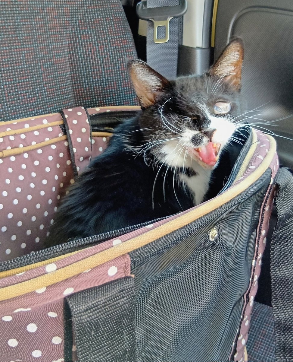 cyousuke_mame's tweet photo. にゃ～なまめ
#ねこと暮らす 
#保護猫
#病院頑張った 
#暑かったの https://t.co/I66Y7FdhcP