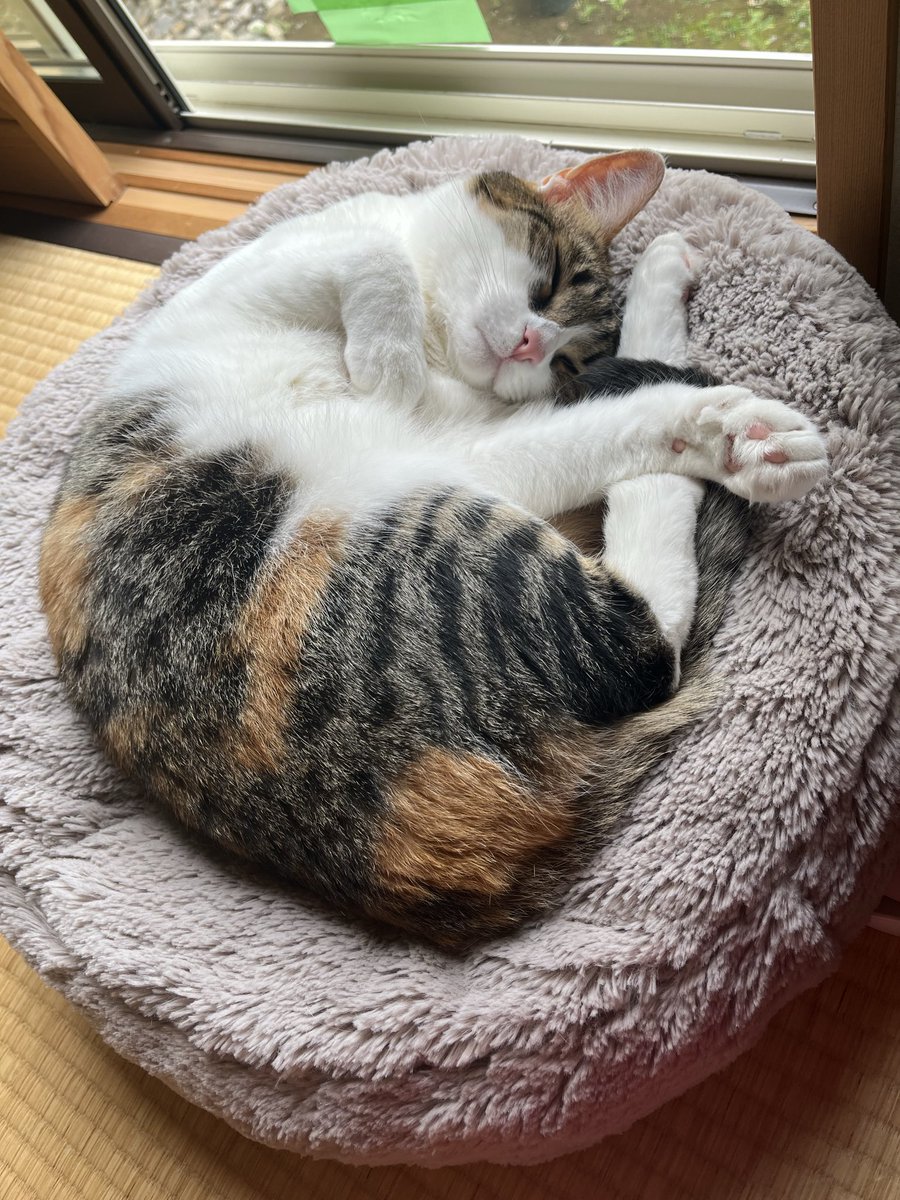 kasuchindayo's tweet photo. 家に帰ったら猫達がイビキかいて寝てた
当然お出迎えはなかった。かわいすぎる！ https://t.co/XXuRtTb7F9