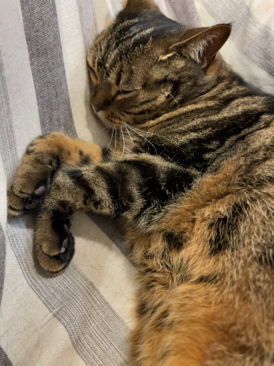 kasuchindayo's tweet photo. 家に帰ったら猫達がイビキかいて寝てた
当然お出迎えはなかった。かわいすぎる！ https://t.co/XXuRtTb7F9