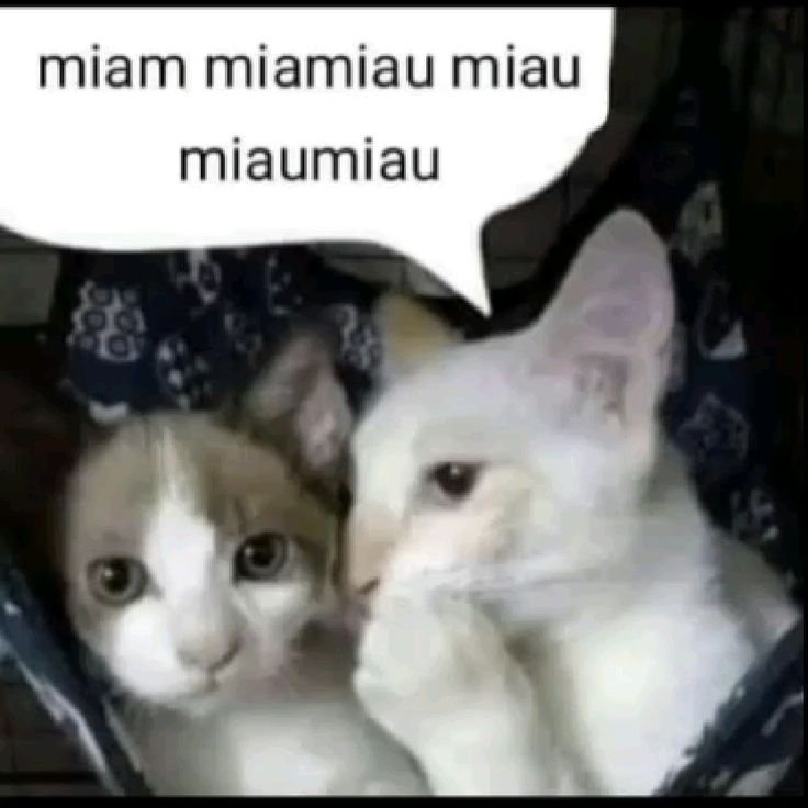 uwiwau's tweet photo. MUTIS INTERACTUEMOS
Si ustedes fueran un animal cual serían y porque? https://t.co/boln08Udol