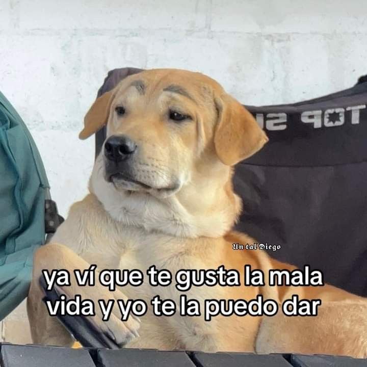 PicsLomitos_'s tweet photo. https://t.co/xOYazSNj5Q