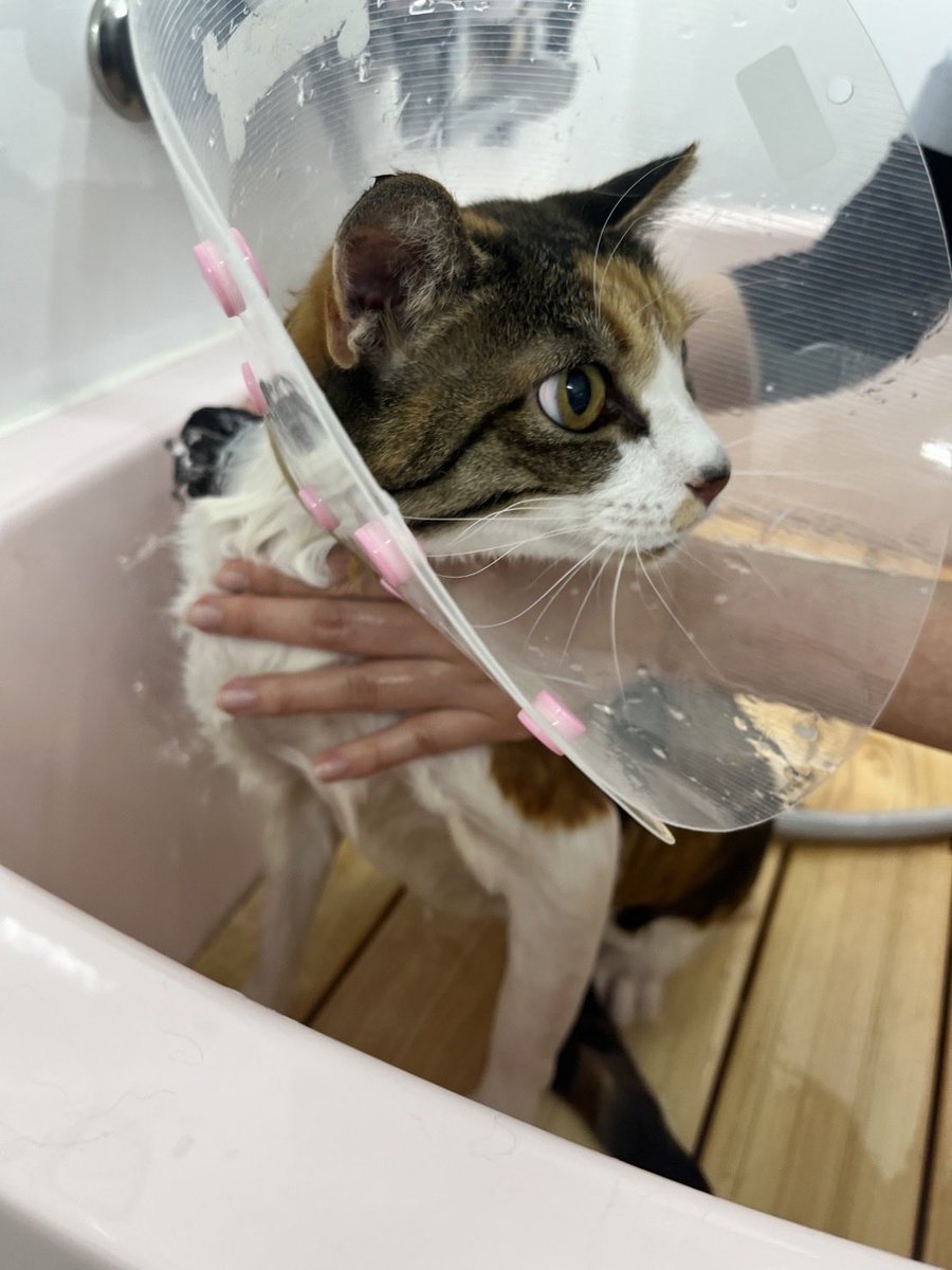 ImOlaf7's tweet photo. お預かり猫さん、もしかしたら猫生初めてのシャンプーサロン
大暴れするかと思ったらうちの猫よりおとなしく、フルコースやってもらえて仕上がりの写真も撮ってもらえた！
頑張ったね！偉い！
プーちゃんもお手伝いに来てくれてありがとう🙏 https://t.co/fsStip7GZw