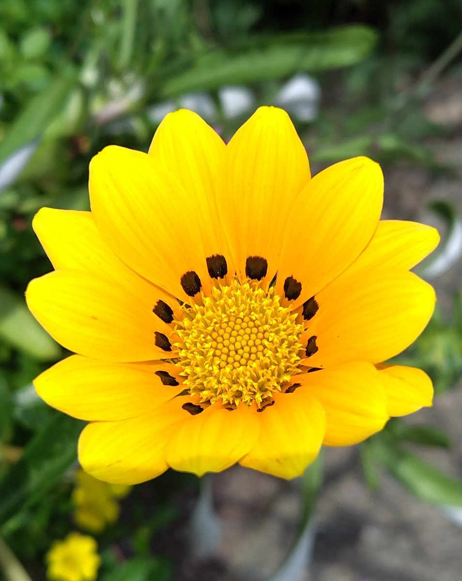 Gw61715's tweet photo. ランチのお店で見つけた、小さな太陽のような花🌼✨
黒い模様が可愛いくて、思わず写真を撮りました😊 https://t.co/k8B5tvKYfD