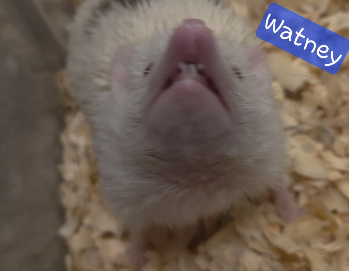 HHHedgehogs's tweet photo. Teefs https://t.co/hpgv9SN4E6