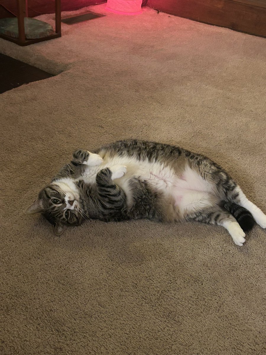 nottamuse's tweet photo. Meeka dump https://t.co/P0NQrX8pIL