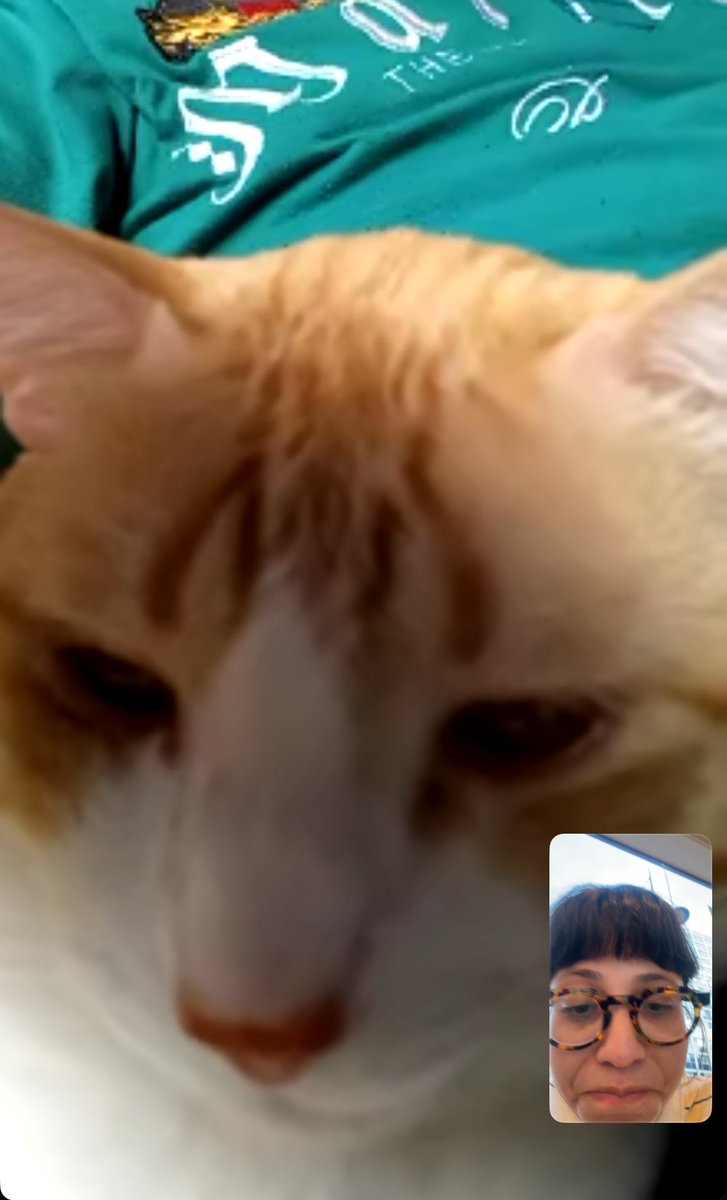 lspvrx's tweet photo. passei uma semana viajando e tive que fazer chamada de vídeo com meu gato porque ele não parava de miar em casa: https://t.co/Td9uJwkmoS