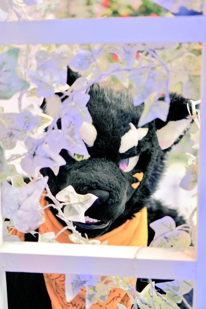 A_yu_wanwano's tweet photo. いつでもみているぞ
📸: @ten_komorin
#FursuitFriday
#YOURFANG https://t.co/htgrhPPm6i