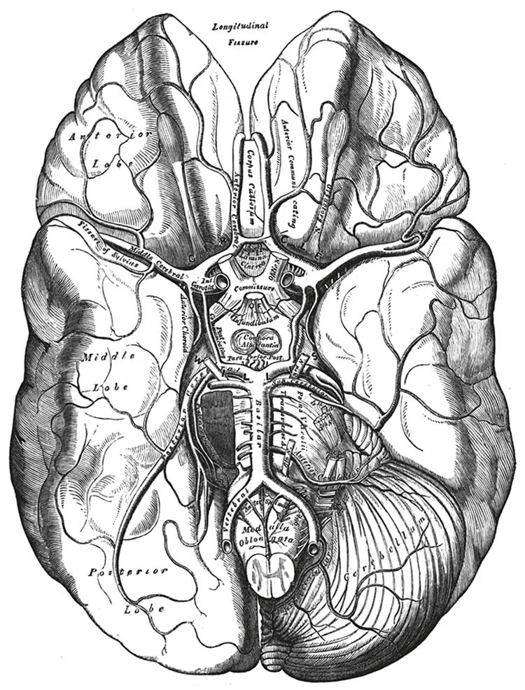 Mariela | Neurodocente 🧠 tweet media