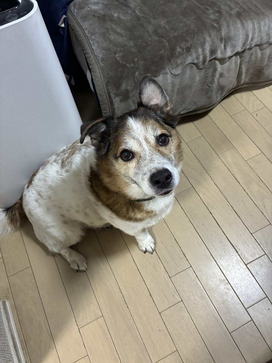 caririo's tweet photo. 先日から犬🐶の居る店になってます。奥のお部屋か？ホールに居ます。賛否両論ありますが、当店は今後このスタイルを継続させて頂きます。申し訳ありませんが他のワンちゃんは一律お断りさせて頂きます。 https://t.co/1Kv9LoAASn