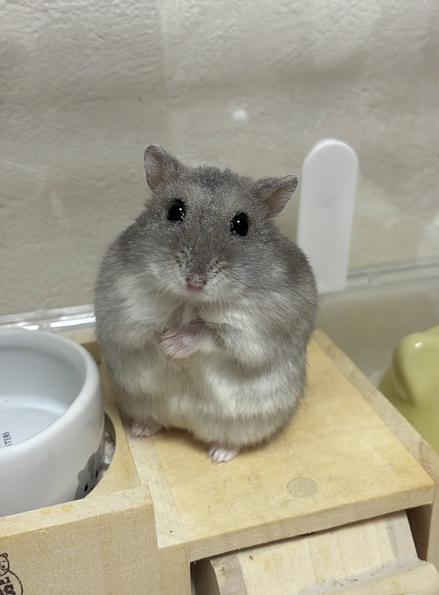 taihamun's tweet photo. 砂だらけだね🐹 #ハムスター https://t.co/BP0oRUF3Iy