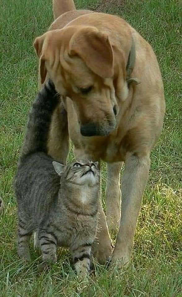 DogLovergwm's tweet photo. https://t.co/pcDIne4AlS