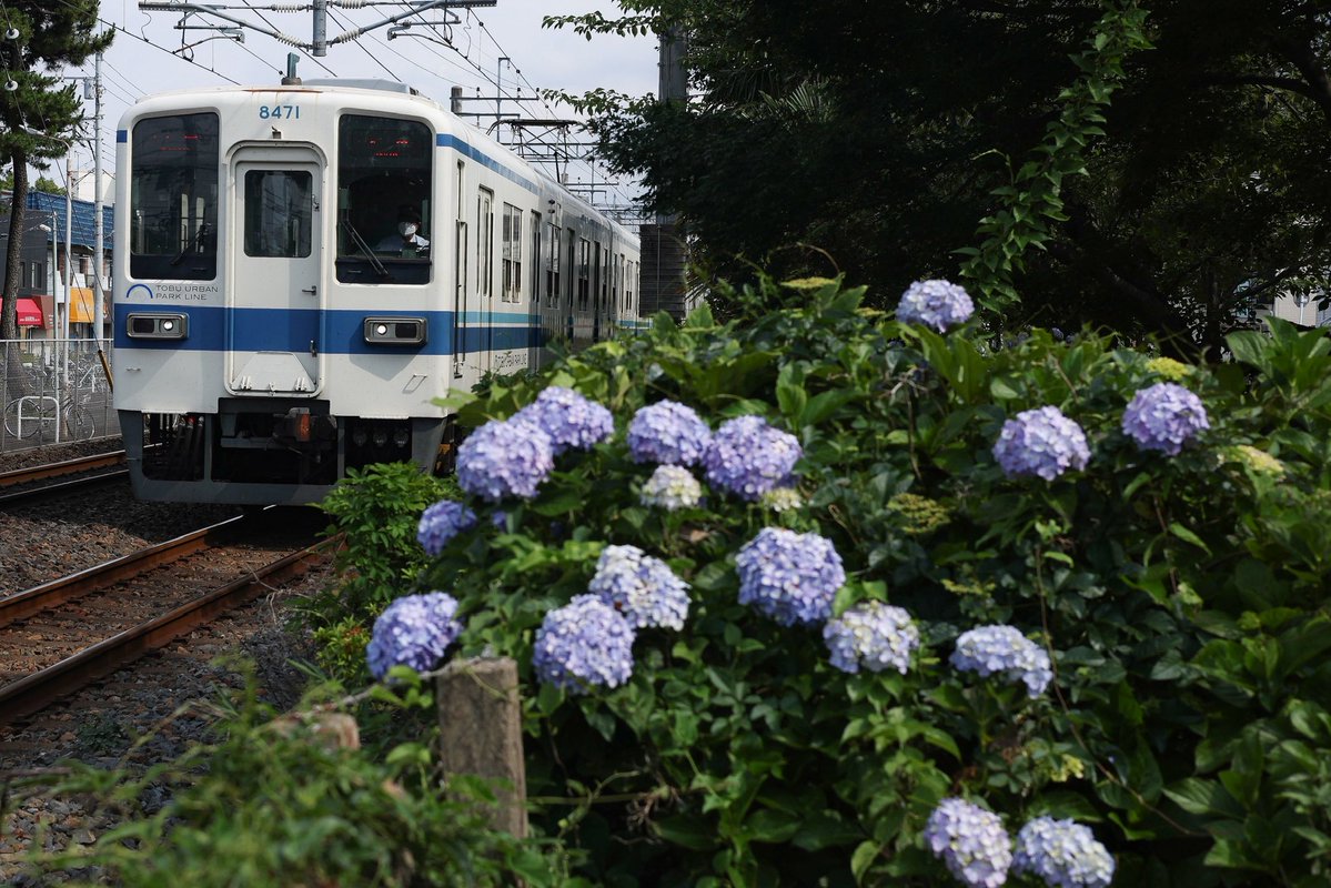 omochanomachi_'s tweet photo. 8171Fと紫陽花 https://t.co/RUHohrnQrL