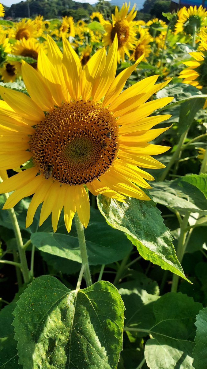 mariv6ken's tweet photo. 今年は満開のうちに行けた⭐
夏だね🌻
#IVYとお出かけ🧸🚙💨 https://t.co/FUSSiMS9D0