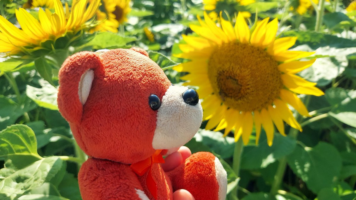 mariv6ken's tweet photo. 今年は満開のうちに行けた⭐
夏だね🌻
#IVYとお出かけ🧸🚙💨 https://t.co/FUSSiMS9D0