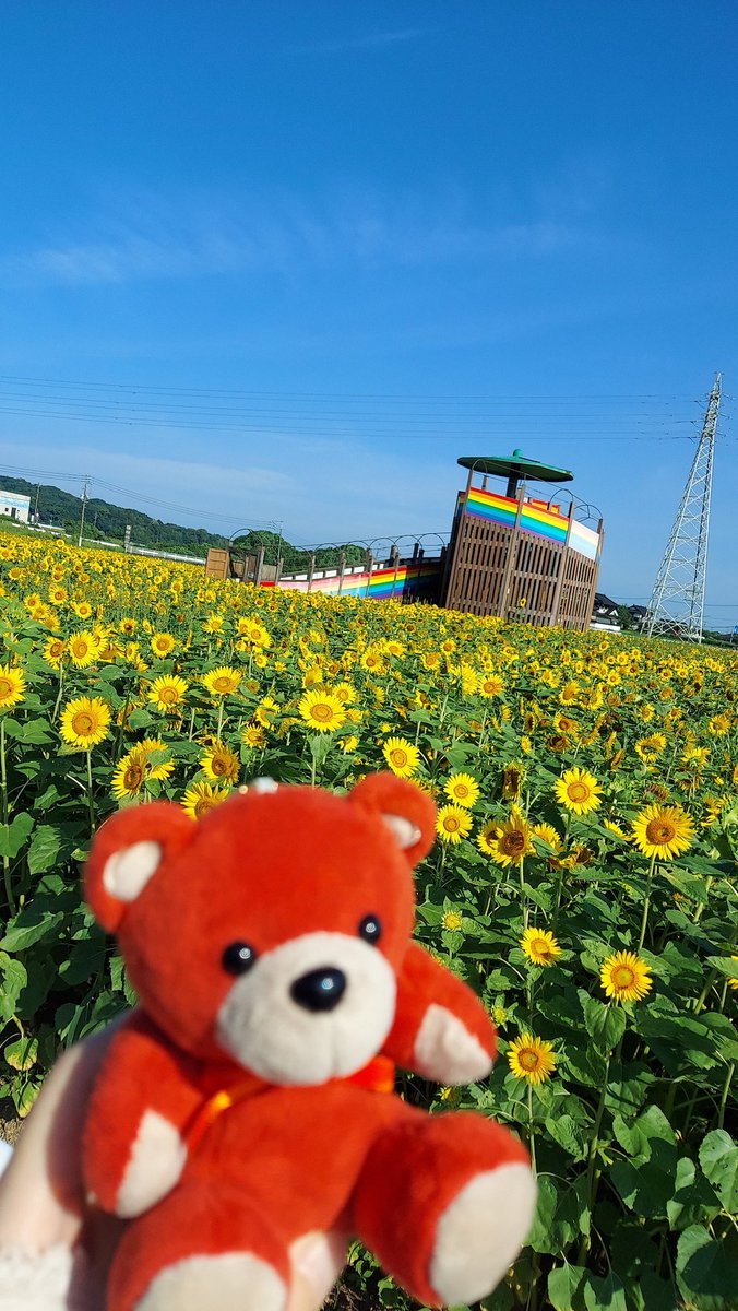 mariv6ken's tweet photo. 今年は満開のうちに行けた⭐
夏だね🌻
#IVYとお出かけ🧸🚙💨 https://t.co/FUSSiMS9D0