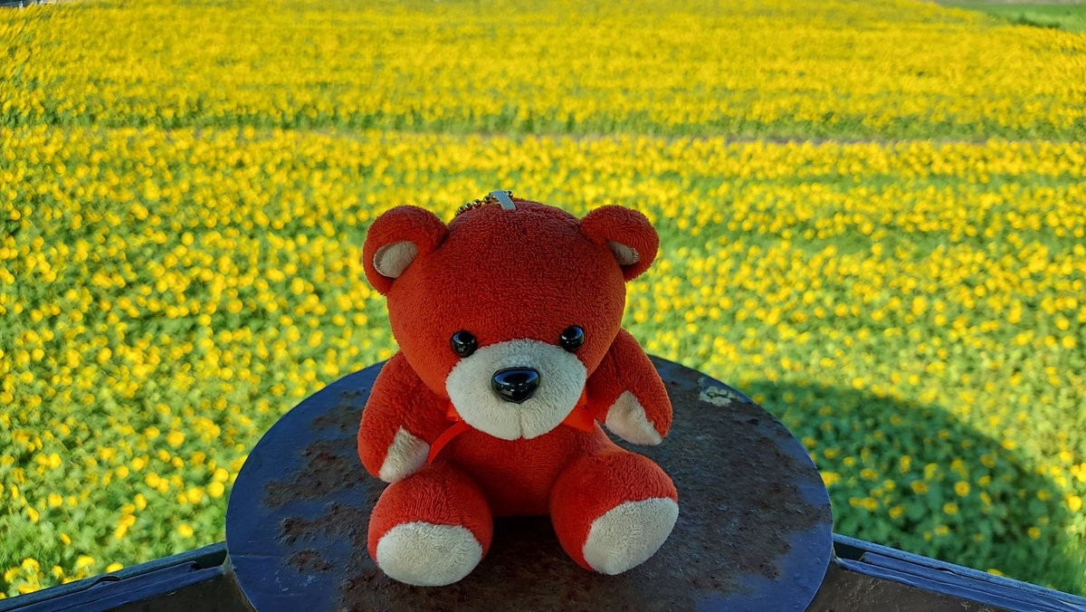 mariv6ken's tweet photo. 今年は満開のうちに行けた⭐
夏だね🌻
#IVYとお出かけ🧸🚙💨 https://t.co/FUSSiMS9D0