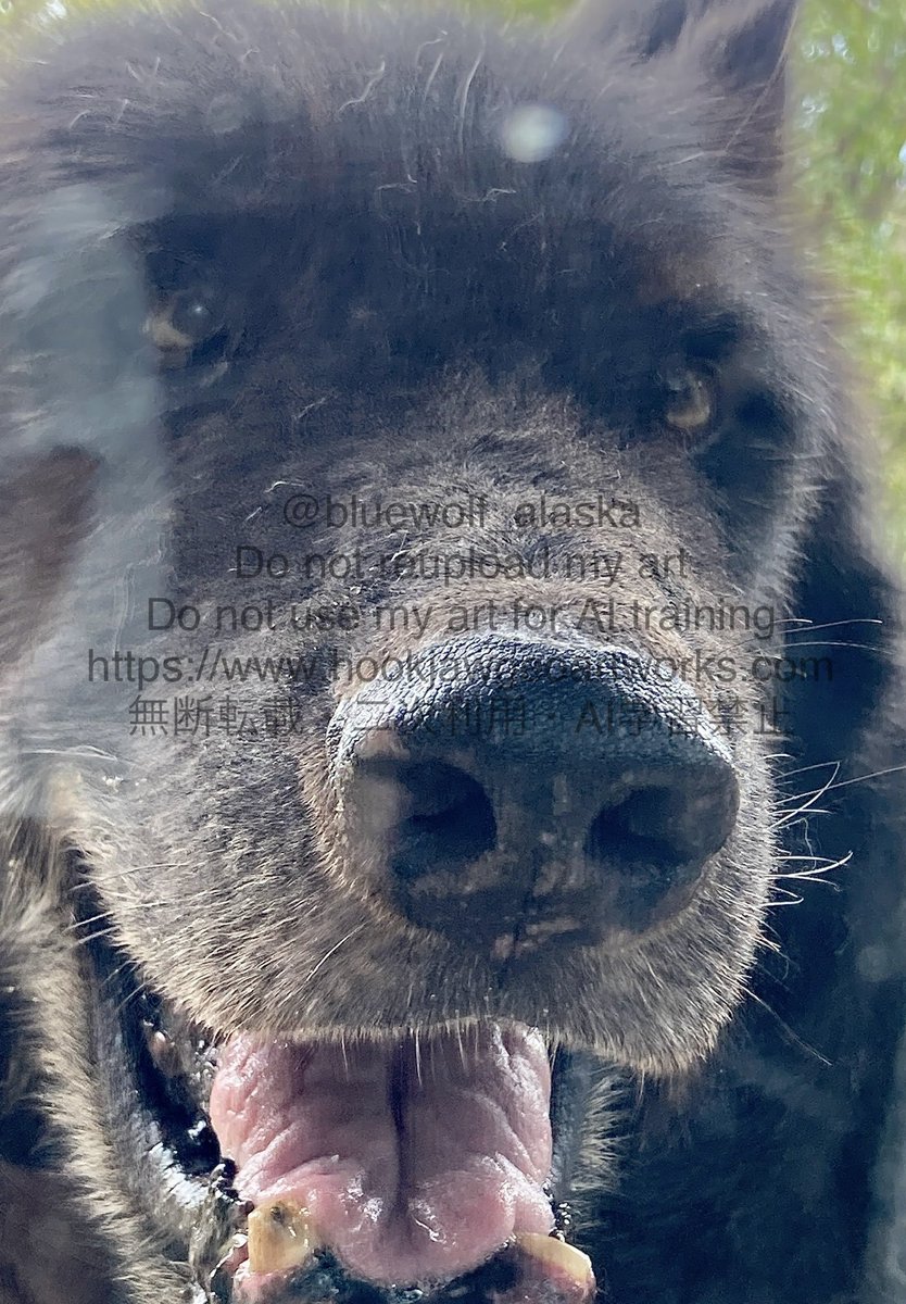 bluewolf_alaska's tweet photo. #TLにオオカミのドアップ画像をあげて人々を幸せにしよう計画
会いたいな https://t.co/oZnoSvRrmA