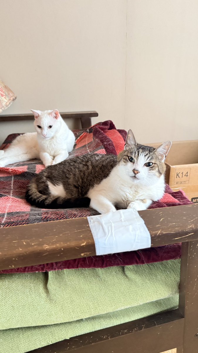 unmamedaifuku's tweet photo. 【拡散よろしくおねがいします！】

10月10日11日の土日、まつもとでお芝居でたい方DMください。
詳細を送ります。
若干名募集します。

来たれお芝居でたい人！ https://t.co/Spbs6cBvoO