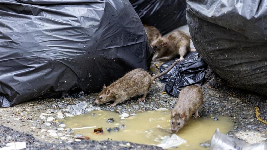 mmrrbb12's tweet photo. @Noui_12 Francia literal tiene más ratas que gente en París JAJAJAJA Se estima que hay millones de roedores, superando incluso la cifra de habitantes humanos. https://t.co/2tXm2Lqnm7